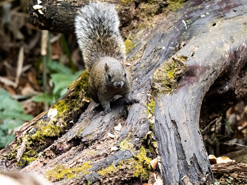 Pallas's squirrel on a log in a Japanese forest 5
