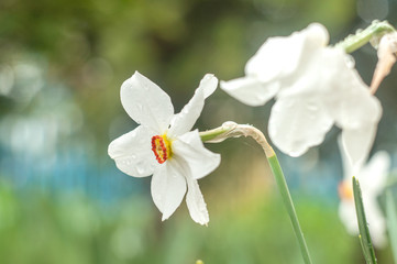 Obraz premium Daffodil flowers close-up photography