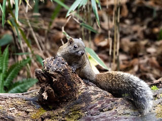Pallas's squirrel on a log in a Japanese forest 8