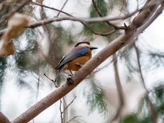 Varied tit perched on a branch 2
