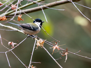 Japanese tit in a bare winter tree 2