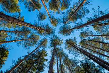 Pine silhouettes against the blue sky in the national park Repovesi, Finland,