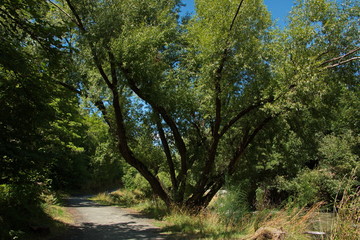 Obraz premium Big tree on Arrotown River Walk in Arrowtown in Otago on South Island of New Zealand 