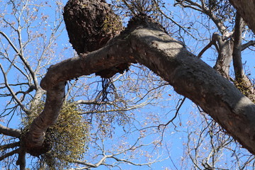 高木についた宿り木
