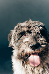 schnauzer mittelschnauzer close up portrait on background