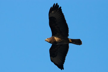 Portrait of Buteo with spread wings flying on blue sky in germany