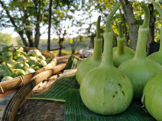 Closeup green bottle gourd or calabash gourd