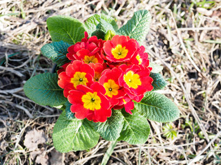Red and yellow flowers of Primrose plant with green leaves. The concept of creating a decorative garden
