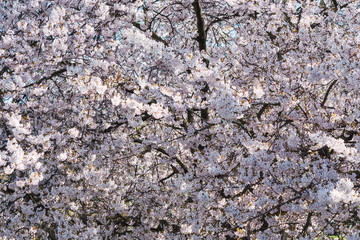 Full frame of a cherry tree blossomed in spring