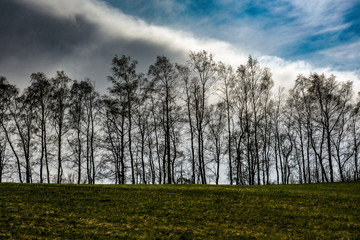 alley of trees and blue sky