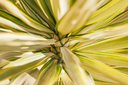 Close up of a green plant called yucca.