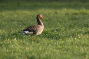 Grazing greylag goose in meadow in morning sunlight.
