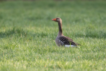 Greylag goose in meadow in morning sunlight.