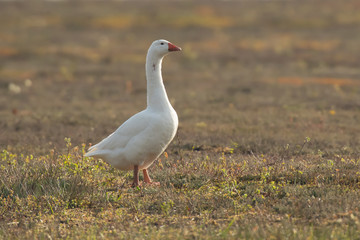 Domestic goose in field in backlight at dawn.