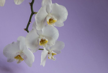 tender white flowers orchids on a violet background