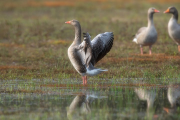 Greylag goose spreading wings in grassy wetland.