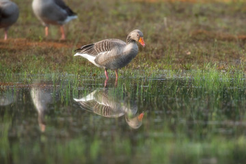 Greylag goose drinking at puddle in grassy wetland.