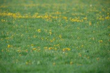 Fresh meadow with blooming dandelions in early spring.