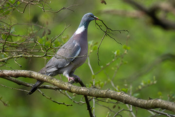 Common wood pigeon holds twig in beak perched on branch in fresh spring forest.