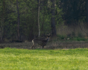 Roebuck in fresh meadow at forest edge.