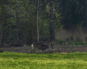 Grazing roebuck in fresh meadow at forest edge.