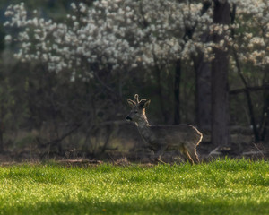 Roebuck standing in fresh meadow at forest edge.