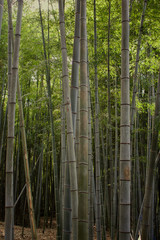 Fototapeta na wymiar Bamboo tree forest near Kyoto, Japan