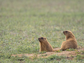 a couple of groundhogs near the burrow