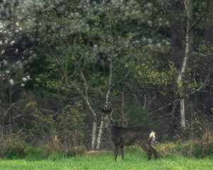 Young roebuck in meadow looking into fresh spring forest.
