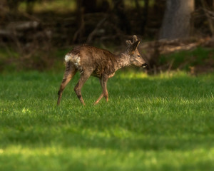Young roebuck in sunny forest meadow during spring.