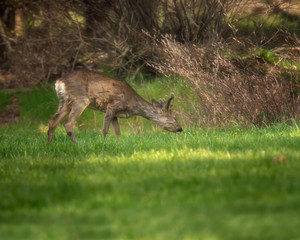 Young roebuck grazing in sunny forest meadow during spring.
