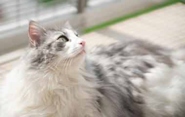 Norwegian Forest Cat  © Patryk