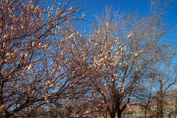 Абрикосовый цвет