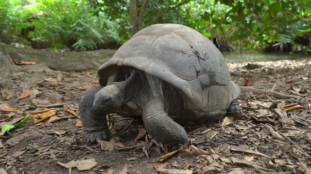 Baby giant tortoise