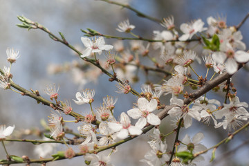 Kwitnące drzewo wiśni z białymi kwiatami