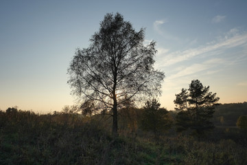 Las, przyroda, puszcza