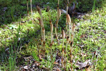 春の味覚　つくし