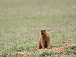 the Groundhog screams beautifully at sunset
