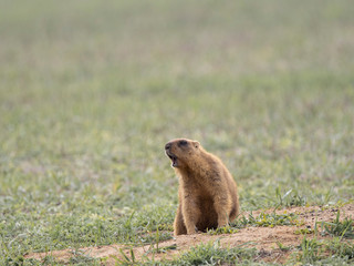the Groundhog screams at sunset