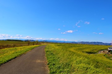 Fototapeta na wymiar 道　菜の花　風景　渡良瀬　栃木