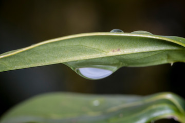 Macrophotographie, Insecte posé sur une feuille