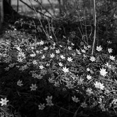 Closeup of wood anemones in a park in Switzerland, shot with analogue black and white film technique