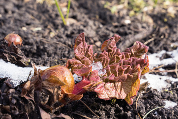 Close up of fresh rhubarb leaf in early spring with melting snow around it