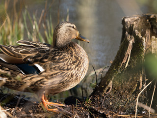 Side view of a mallard duck female in beautiful light next to an old tree stump and with water and reeds in the blurred background