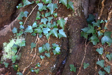 蔓植物