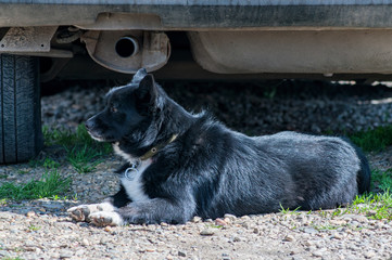 small domestic dog on the street