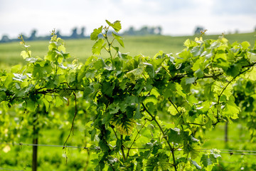 vine leaves close up English vineyard Surrey UK © Chris Mann