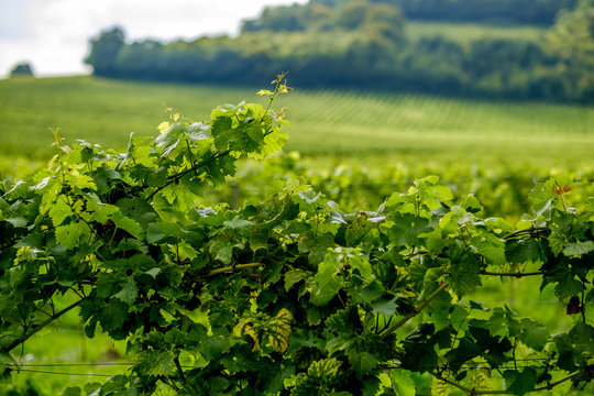 vine leaves close up English vineyard Surrey UK