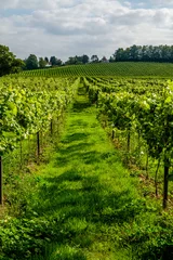 Poster English vineyard landscape Surrey UK © Chris Mann