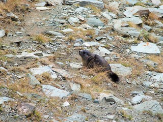 Obraz premium Murmeltier in den Alpen von Österreich